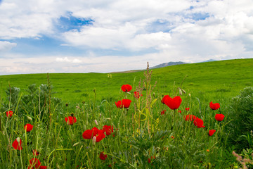 Poppies Beautiful flowering meadow of poppies in the rays of the setting sun.