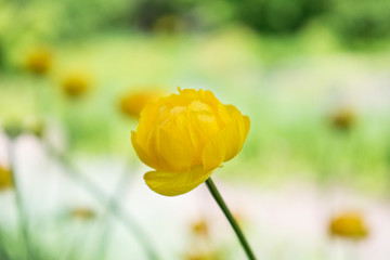Colorful yellow single globe-flower with green leaves. Green blured grass.