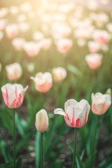 Delicate light tulips vertical background.  Pink tulips in the flower garden, arboretum with sunlight. Flower vertical banner. Tulips variety