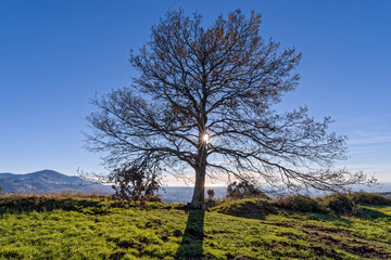Fototapeta premium Tuscolo