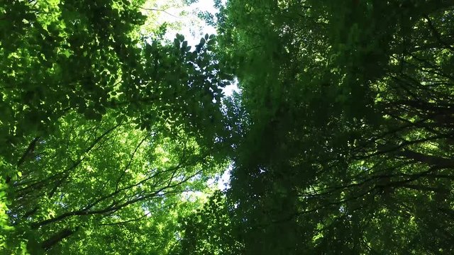 Veduta in 4k di un Bosco di castagni dal basso in estate