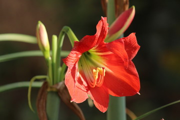 Beautiful Himalaya India 