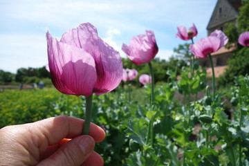 Mohnblume