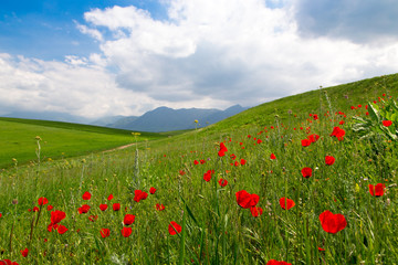 Poppies Beautiful flowering meadow of poppies in the rays of the setting sun.