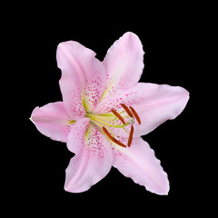 Fototapeta na wymiar Beautiful pink lily varieties flower