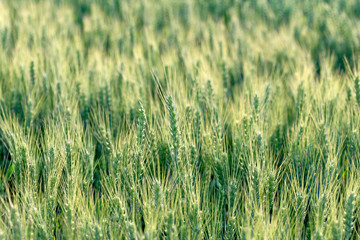 Wheat, oat, rye, barley - unripe agricultural field