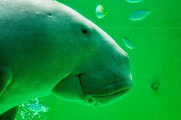 Fototapeta premium Smiling dugong swimming slowly underwater