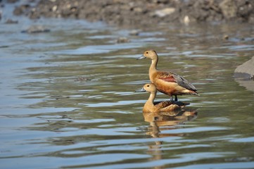 lesser whistling duck (Dendrocygna javanica) also known as Indian whistling duck or lesser whistling teal in creek water. illusion of standing above another duck.