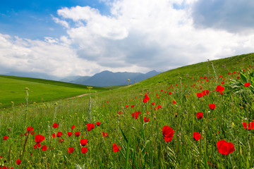 Poppies Beautiful flowering meadow of poppies in the rays of the setting sun.