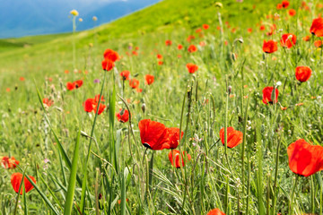Obraz premium Maki Piękna kwitnąca łąka maków w promieniach zachodzącego słońca.
