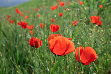 Fototapeta na wymiar Poppies Beautiful flowering meadow of poppies in the rays of the setting sun.