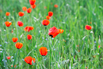 Poppies Beautiful flowering meadow of poppies in the rays of the setting sun.