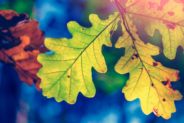 Fototapeta na wymiar Autumn tree leaves of oak