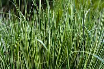 beautiful flowers in nature in the botanical garden