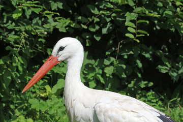 White stork portrait