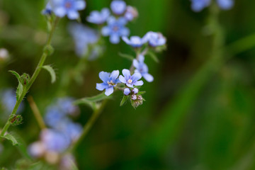 Beautiful blooming glade of blue flowers. Blooming blue flowers in the green grass.