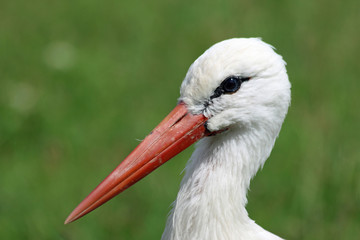 White stork portrait