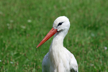 White stork portrait