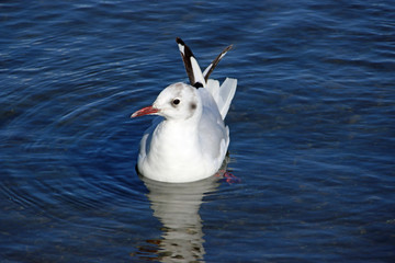 Black headed gull on water