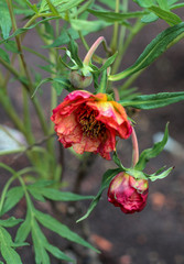 beautiful flowers in nature in the botanical garden