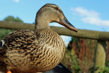 Mallard duck close up
