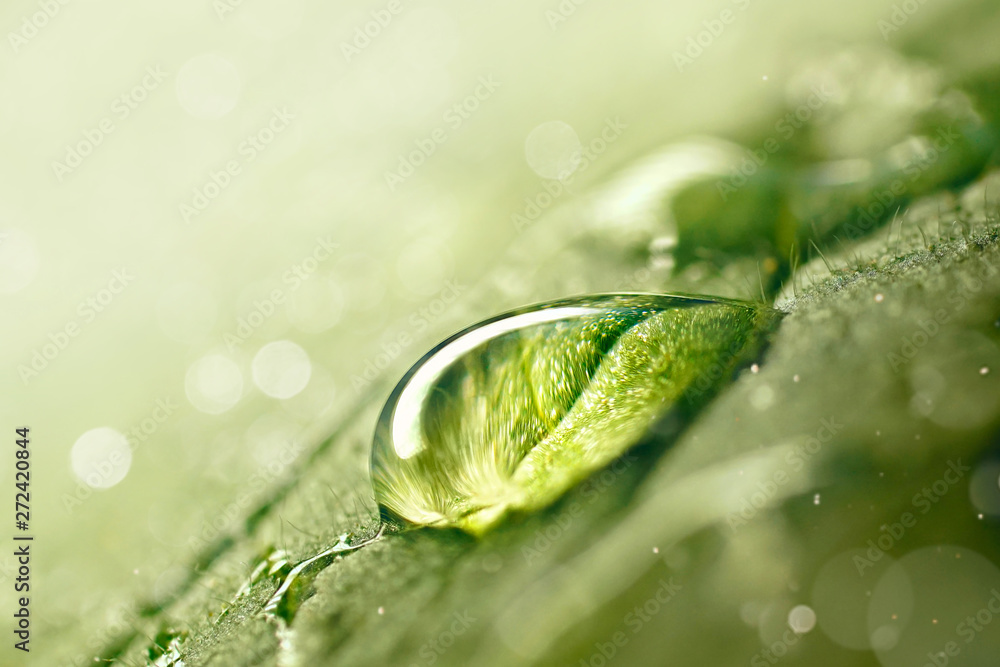 Aufkleber large beautiful drop of transparent rain water on green leaf macro. drops of dew in morning glow in 