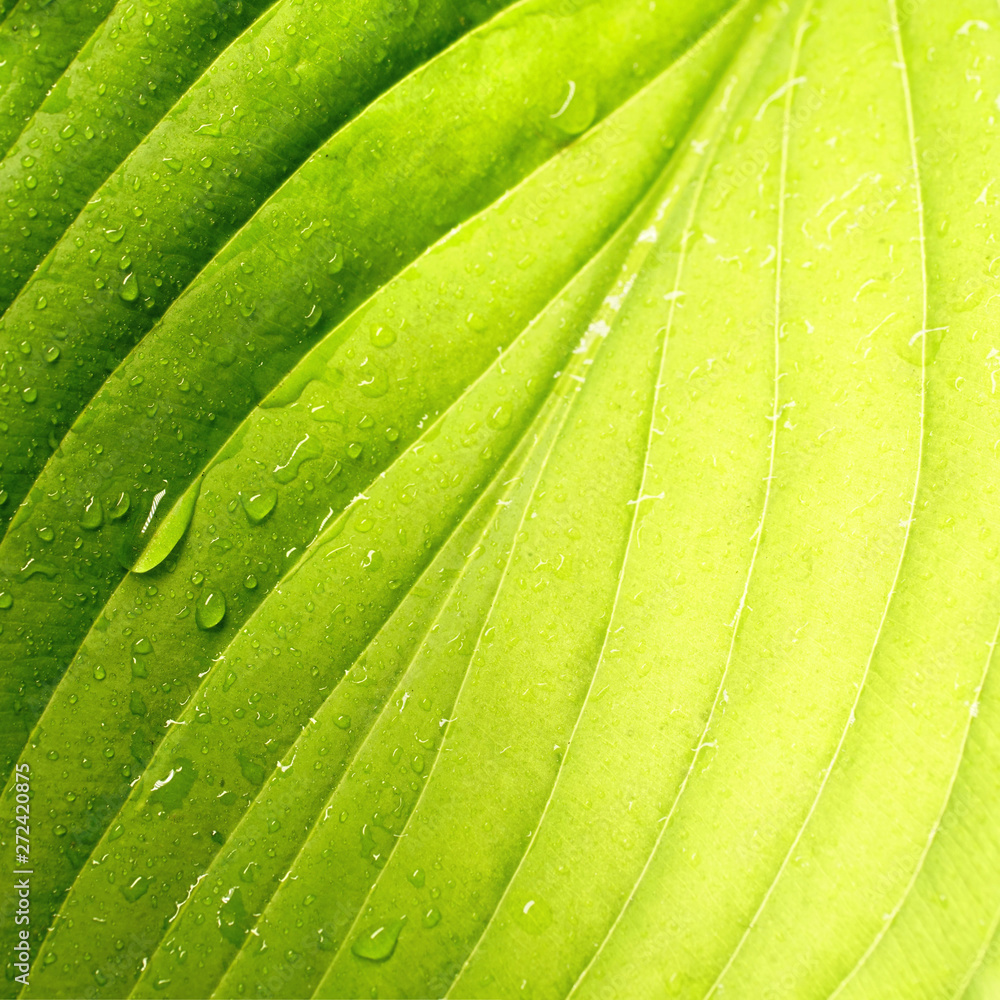 Poster natural background. beautiful tropical leaf texture with streaks and color transition from light gre