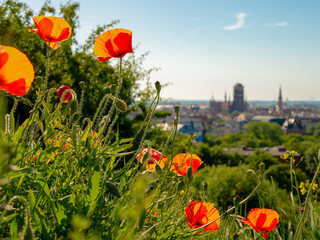 Cityscape of Gdansk with St. Mary's Basilica with red poppies. Morning time.