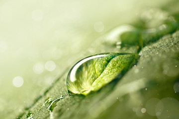 Large beautiful drop of transparent rain water on green leaf macro. Drops of dew in morning glow in...