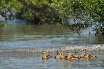 flock of lesser whistling duck (Dendrocygna javanica) also known as Indian whistling duck or lesser whistling teal floating on creek water. 