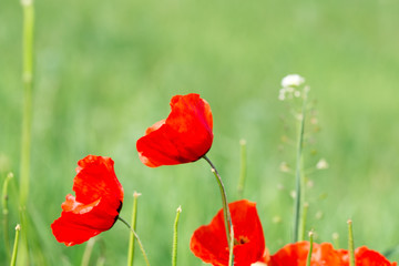 Obraz premium Poppies Beautiful flowering meadow of poppies in the rays of the setting sun.
