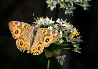 Closeup of Butterfly