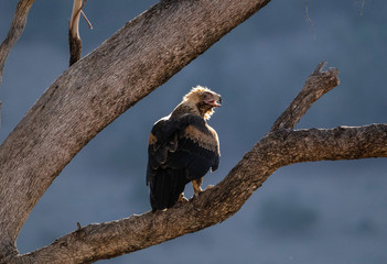 Eagle on a Branch