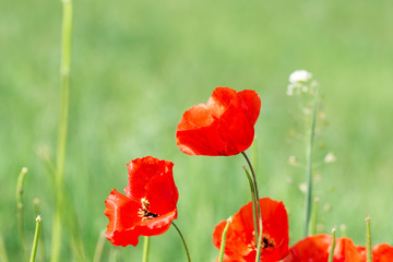 Poppies Beautiful flowering meadow of poppies in the rays of the setting sun.