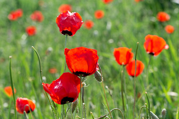 Poppies Beautiful flowering meadow of poppies in the rays of the setting sun.