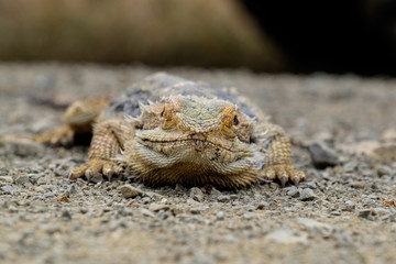 Australian Bearded Dragon