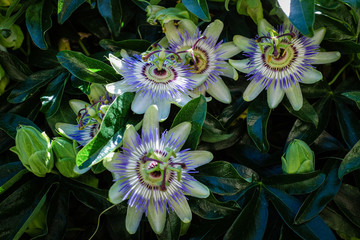 Passiflores