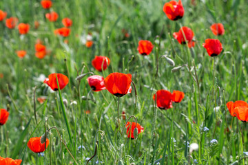 Poppies Beautiful flowering meadow of poppies in the rays of the setting sun.