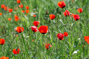 Naklejka na ściany i meble Poppies Beautiful flowering meadow of poppies in the rays of the setting sun.