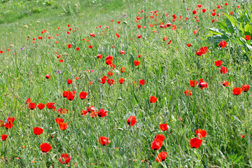 Poppies Beautiful flowering meadow of poppies in the rays of the setting sun.