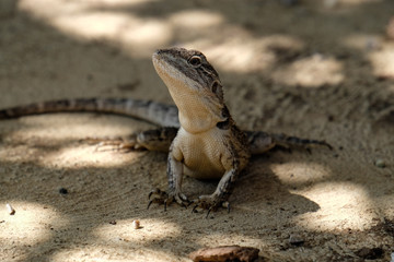 Bearded Dragon Lizard