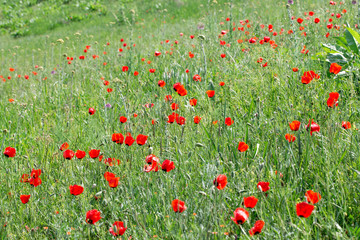 Poppies Beautiful flowering meadow of poppies in the rays of the setting sun.