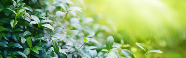 Natural background border with fresh juicy leaves with soft focus outdoors in nature in sunlight, wide format, copy space, atmospheric image in green tones.
