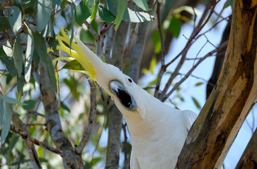 Australian Cockatoo