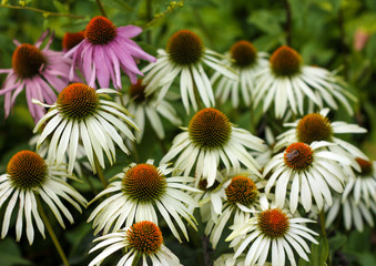 beautiful flowers in nature in the botanical garden