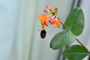 Bumble_Bee_v1.0
