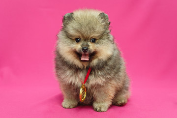 Fototapeta premium Little puppy Pomeranian c medal