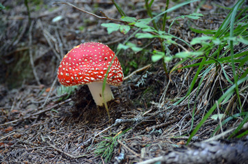 fly agaric mushroom