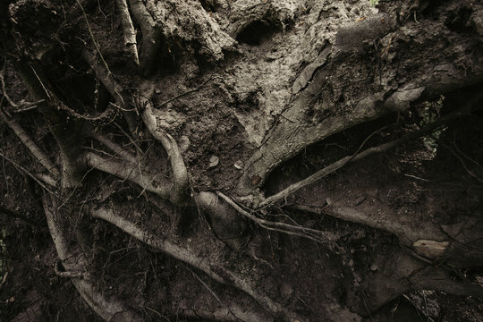 Dead Roots Texture