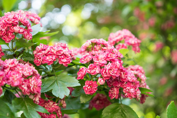 Beautiful small pink flowers on the tree. Blooming summer background.